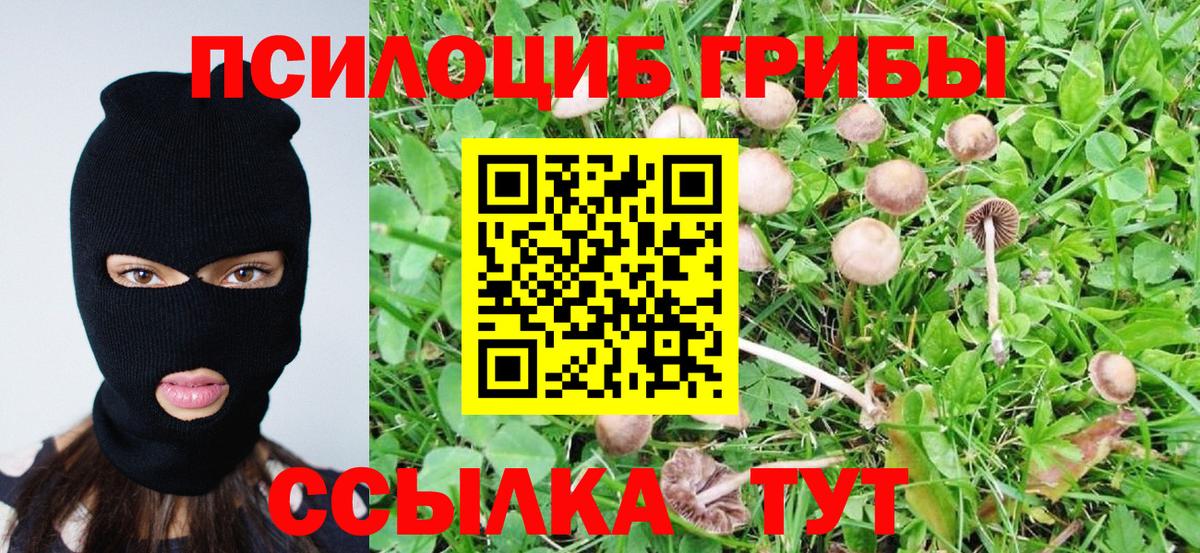 Псилоцибиновые грибы Psilocybine cubensis Городец